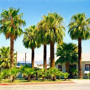 Giant California Fan Palm Tree Seeds Washingtonia Filifera Tall Mexican