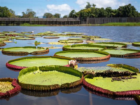 Visiting Alter do Chão, Brazil: A hidden gem in the Amazon region