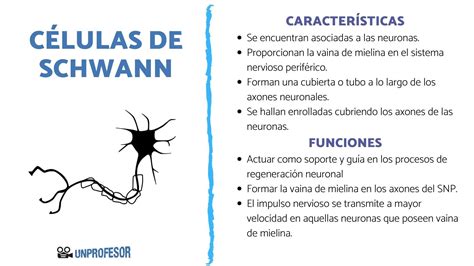 Provisional Fresa Microbio Cuales Son Las Celulas Que Forman El Sistema