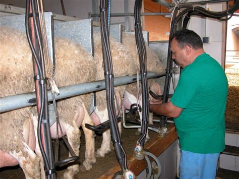 Un De Las Ganader As De Ovino De Leche Y Un De Caprino Est N En