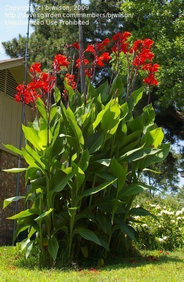 Plantfiles Pictures Canna Lily Giant Red Canna X Generalis 1 By