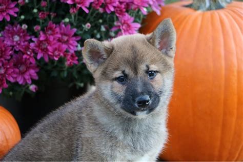 Akio Shiba Inu Puppy Pawrade