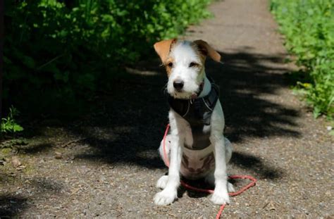 Kromfohrl Nder Z Chter Mit Welpen In Bayern Favoritenliste Hunde De