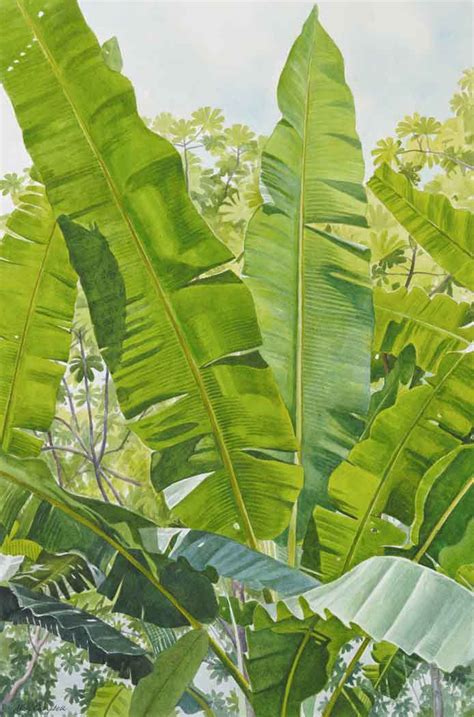 Banana Fronds Alan Campbell Art And Giclee Gallery