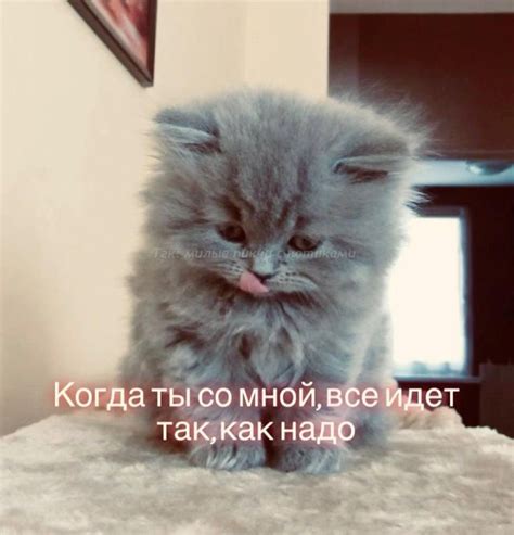 Коты | котята | пикчи | Котята, Кот