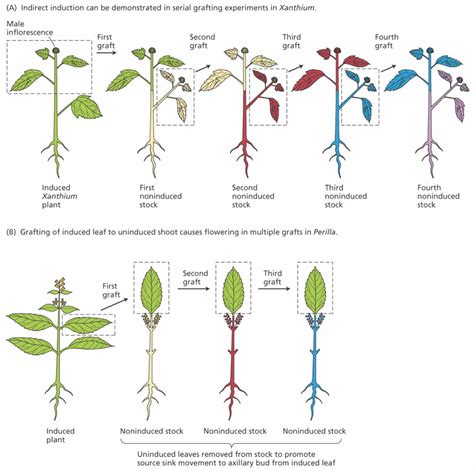 PLANT PHYSIOLOGY EXPERIMENTS EBOOK DOWNLOAD : Me Recommends