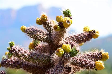 7 Poisonous Cacti Varieties You Should Be Aware Of Succulent Alley