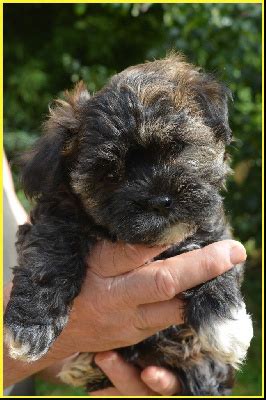 Chiots De Race Bichon Havanais Lof Vendre En France