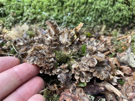 Hen of the Woods – Identification, Edibility, Distribution, Medicinal ...