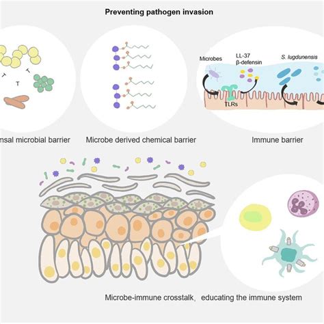 Skin bacterial microbiota in human health. Skin microbial homeostasis ...