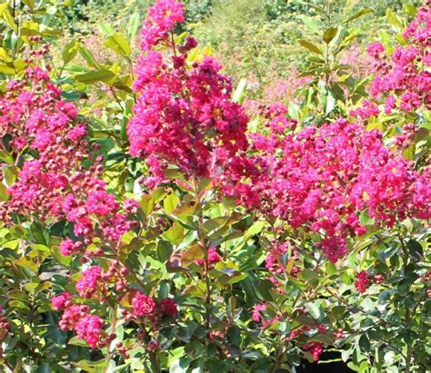 LAGERSTROEMIA indica Fuchsia d Ete Pépinières Ripoche Nantes