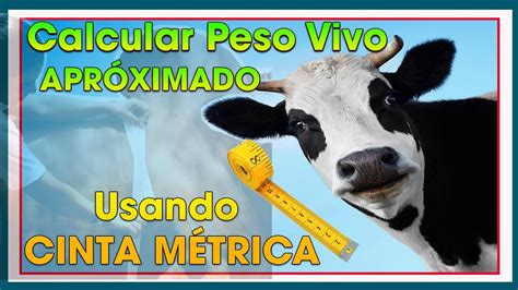 Cuantos Kilos Pesa Una Vaca Adulta Peso Actual 2025