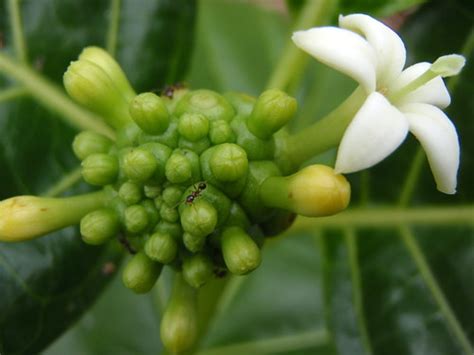 Ants Commonly Scar Noni Morinda Citrifolia Fruits At The Flickr