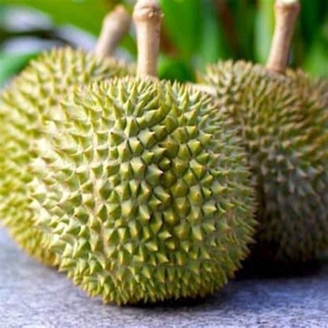 Bibit Durian D24 Jual Bibit Durian D24 Asli Harga 2022