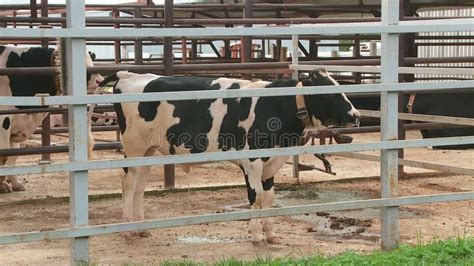 Breeding Cows and Bulls on the Farm Stock Footage - Video of bull, holstein: 155132160