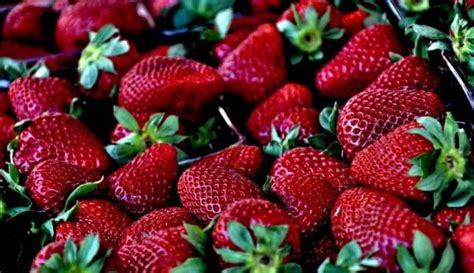 Siete Beneficios De Comer Fresas Así Se Mejora Su Organismo Y Salud