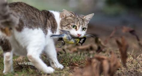 Australia Is Planning To Kill 2 Million Feral Cats By Airdropping ...