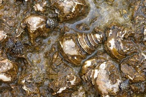 Gastropod Fossils | Stock Image - Science Source Images