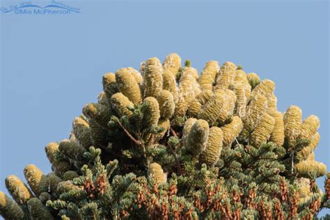 White Fir Cones In August Mia Mcpherson S On The Wing Photography