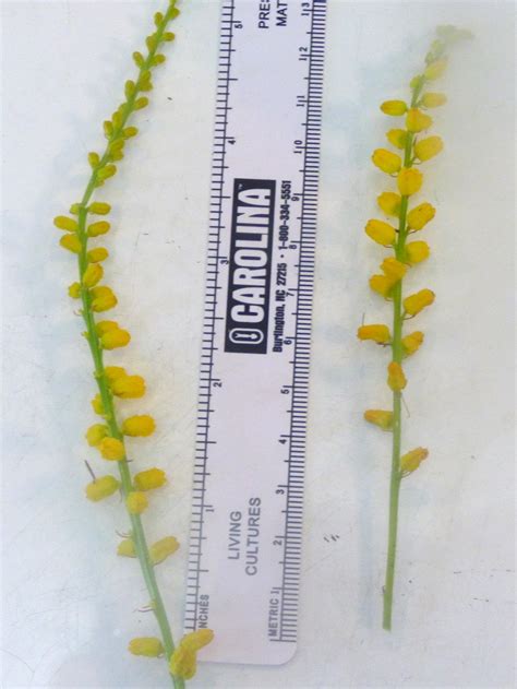 Aletris aurea