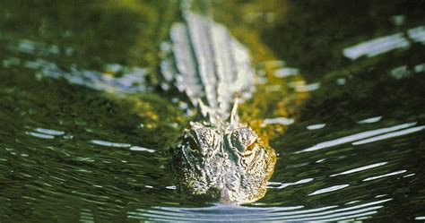 Mississippi’s alligator hunting season opens August 28 - WXXV News 25