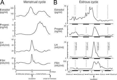 Sex Differences In Hippocampal Area Ca3 Pyramidal Cells Scharfman