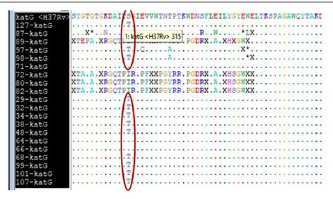 Table 1 From Molecular Differentiation Of Rifampicin And Isoniazid Drug