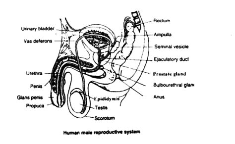 Kannada Draw A Neat Labelled Diagram Of Human Male Reproductive Syst