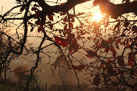 Free Images Tree Nature Branch Light Plant Sun Sunset Sunlight Morning Leaf Flower