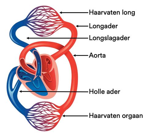De Bloedsomloop Bvj Oefenen Studygo