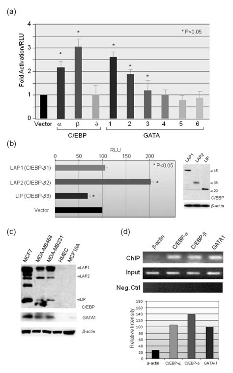 C Ebp α C Ebp β And Gata 1 Transactivate The Jab1 Promoter A