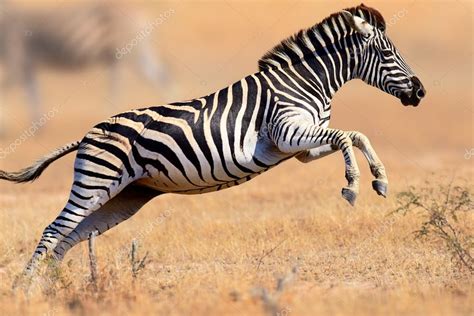 Pictures : zebras running | Zebra running and jumping — Stock Photo ...