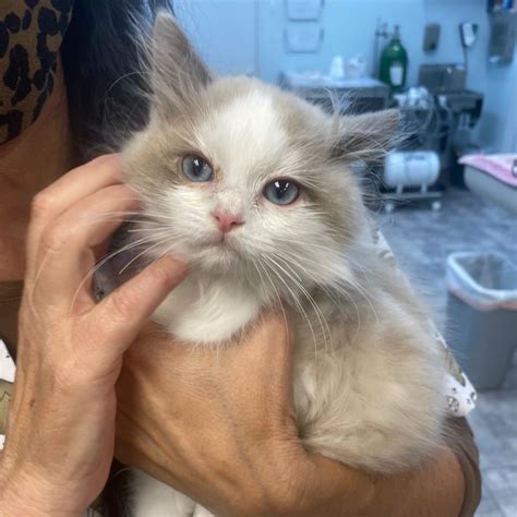 Veterinarian In Rancho Cucamonga Ca Alta Loma Animal Hospital