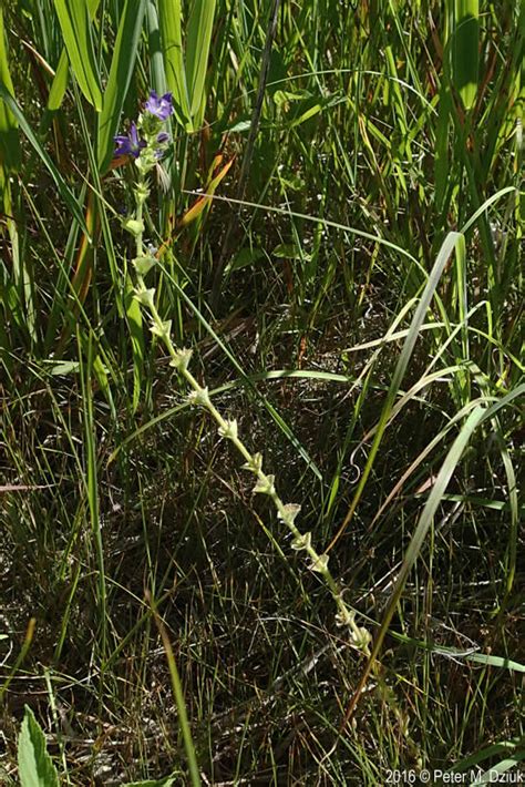 Triodanis Perfoliata Clasping Leaved Venus Looking Glass Minnesota Wildflowers