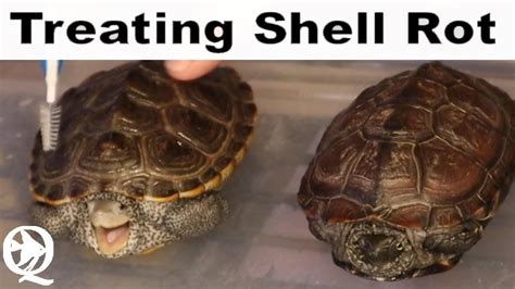 How Do I Know If My Turtle Has Shell Rot Turtlean