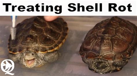 How To Fix Shell Rot On A Turtle Youtube