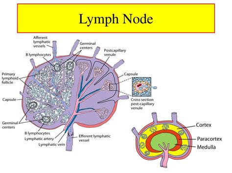 Ppt Cells And Organs Of The Immune System Chapter 2 Powerpoint