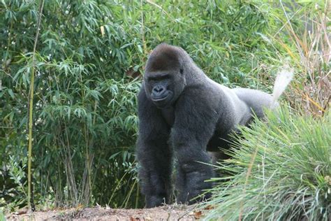 Male Gorilla In African Forest - Gorilla Facts and Information