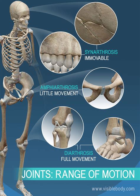 Learn Skeleton Anatomy | Joints and Ligaments | Anatomía del esqueleto ...