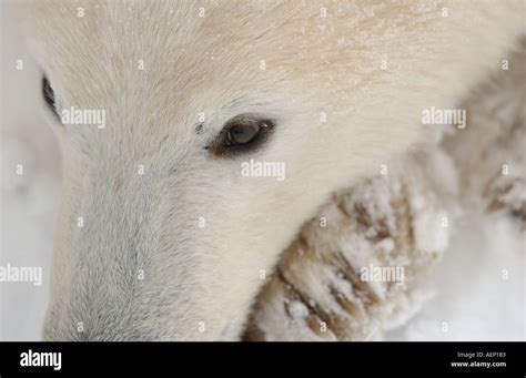 Polar Bears Canada Stock Photo - Alamy