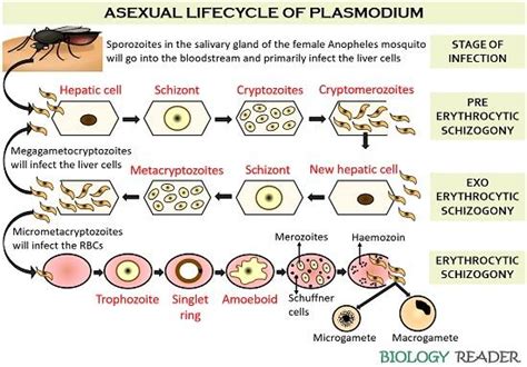 Life Cycle Of Plasmodium Species Asexual Phase Sexual Phase And Summary Biology Reader