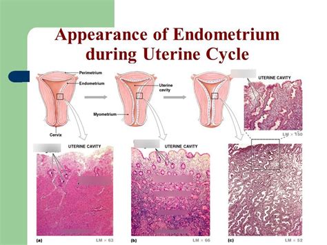 Figure 28-20 The appearance of the endometrium during the uterine cycle ...