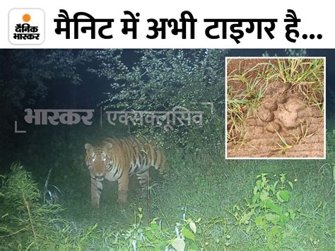 Bhopal Manit Tiger Search Operation Latest Update Tiger Footprint