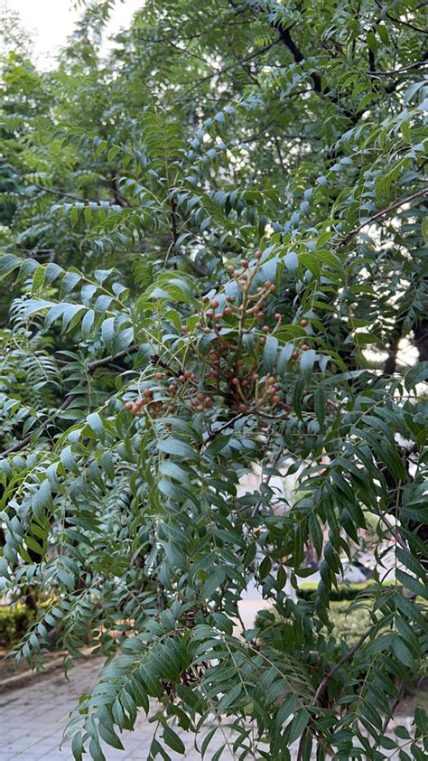 soapberries cashews mahoganies and allies from 高雄市立鹽埕國民中學 Yancheng