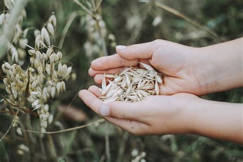 Los increíbles beneficios de la avena para tu salud