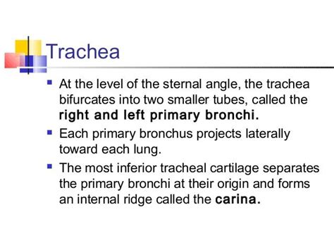 Anatomy Of Respiratory System Respiratory System Trachea System