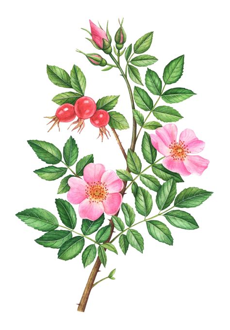 Watercolor Botanical Illustrations For Tea House On Behance