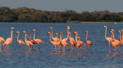 Tour Santuario Los Flamencos Sashii Tours Hostel Boutique La Guajira