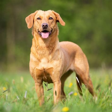 The Ultimate Guide To Labrador Retrievers History Care Tips Vetericyn