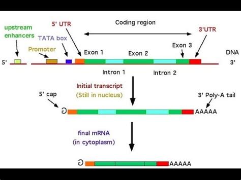 Gene Structure Upstream Downstream Promoter Tata Box Youtube